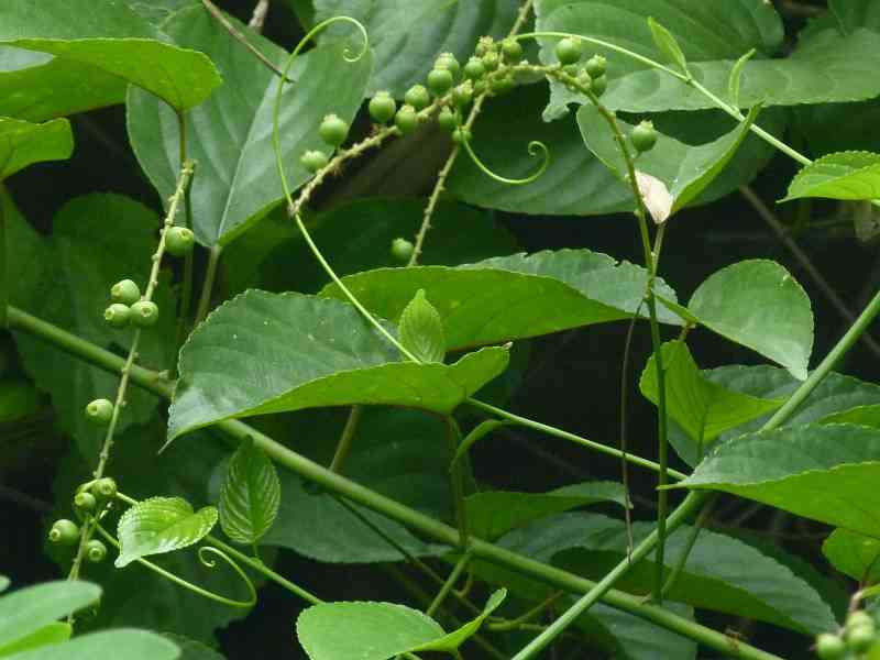 cây thuốc nam cây thuốc nam